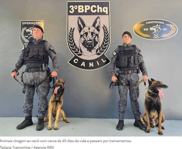 Do faro ao patrulhamento: como é a formação da tropa canina da Brigada Militar em Passo Fundo